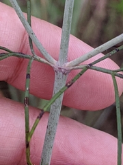 Thelesperma flavodiscum