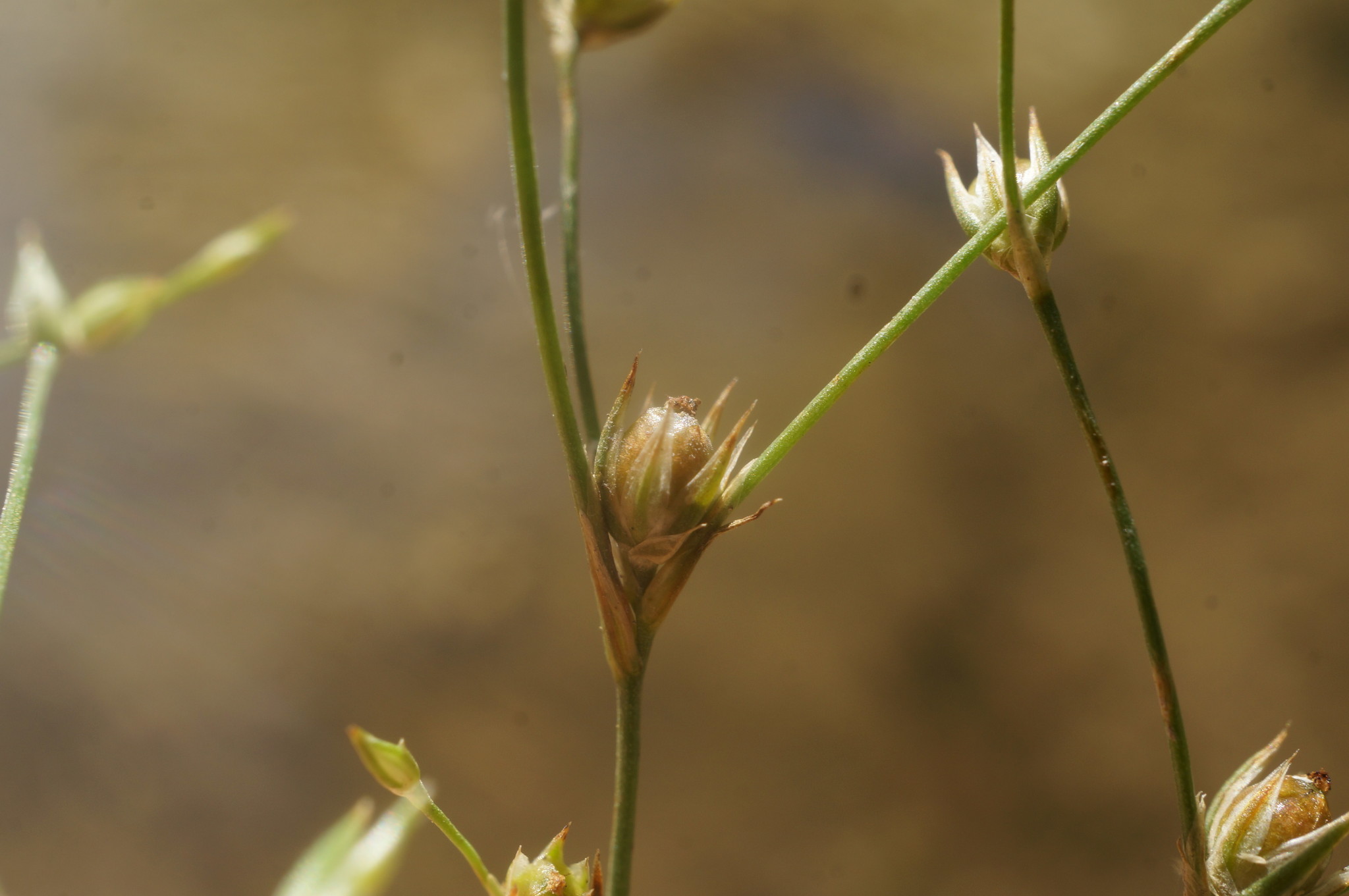 Juncus sphaerocarpus