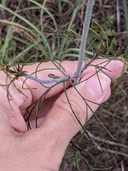 Thelesperma flavodiscum