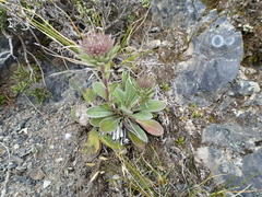 Celmisia cockayneana