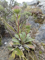 Celmisia cockayneana