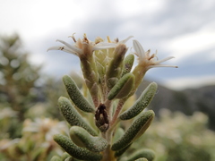 Olearia cymbifolia