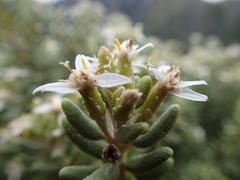 Olearia cymbifolia