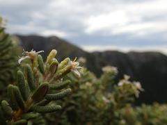Olearia cymbifolia