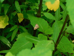 Loxostege sticticalis