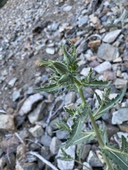 Mentzelia laevicaulis