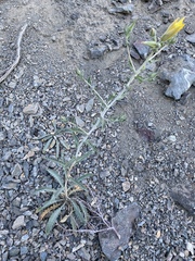 Mentzelia laevicaulis