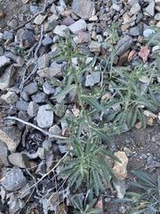 Mentzelia laevicaulis