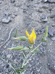 Mentzelia laevicaulis