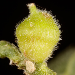 Celticecis celtiphyllia