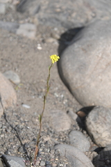 Erysimum cheiranthoides