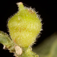 Celticecis celtiphyllia