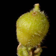 Celticecis celtiphyllia