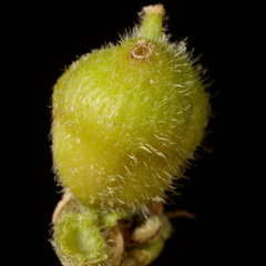 Celticecis celtiphyllia