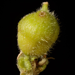 Celticecis celtiphyllia