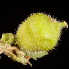 Celticecis celtiphyllia