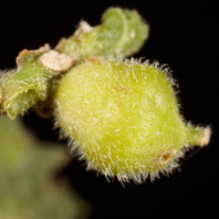 Celticecis celtiphyllia