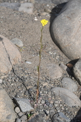 Erysimum cheiranthoides