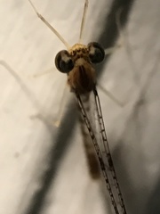 Leucrocuta aphrodite