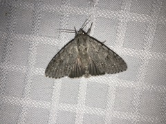 Acronicta