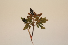 Sceptridium rugulosum