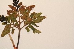 Sceptridium rugulosum