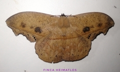 Oxytenis naemia