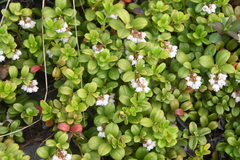 Vaccinium vitis-idaea minus