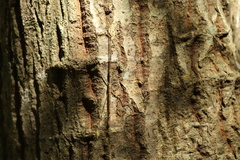 Maculonecroscia shukayi