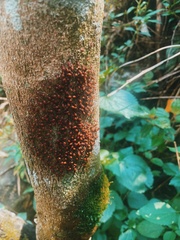 Psocodea
