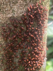 Psocodea