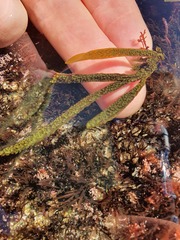 Dictyota kunthii
