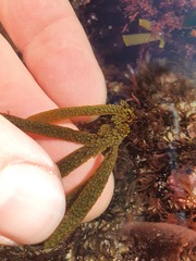Dictyota kunthii
