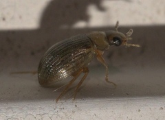Berosus exiguus