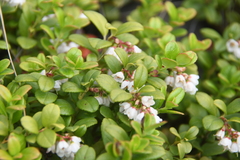Vaccinium vitis-idaea minus
