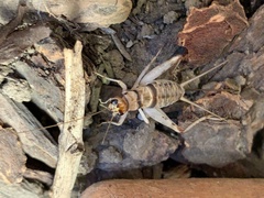 Gryllodes sigillatus