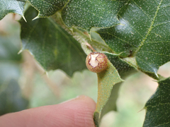 Andricus coquilletti