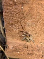 Gryllodes sigillatus