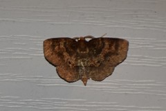 Metarranthis angularia