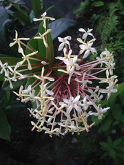 Ixora hookeri