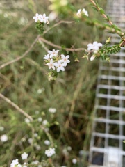 Leucopogon microphyllus