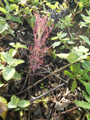 Castilleja bryantii observed 2014-01-04