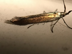 Coleophora mayrella