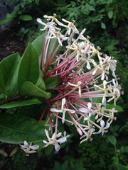 Ixora hookeri