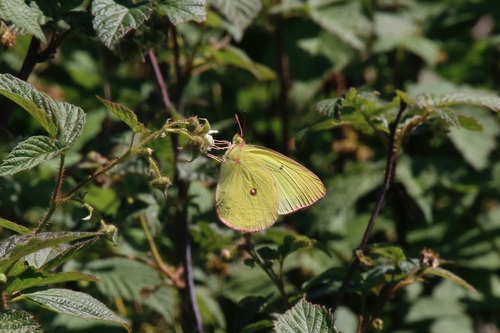 Pink-edged Sulphur photo 3