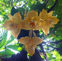 Stanhopea oculata