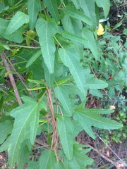 Ipomoea microdactyla