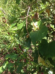 Ipomoea microdactyla
