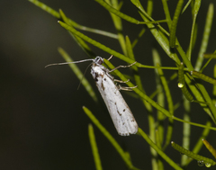 Myelois circumvoluta