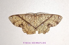 Anisodes insigniata
